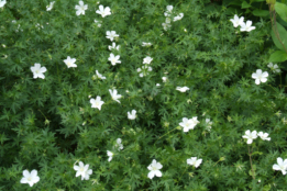 Geranium sanguineum 'Album' bestellen